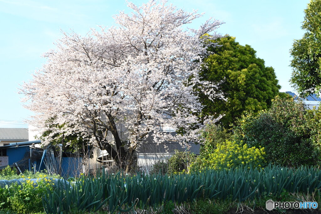 近所の風景