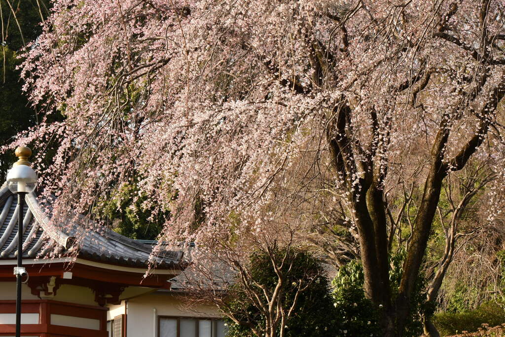 宏善寺の枝垂れ桜③
