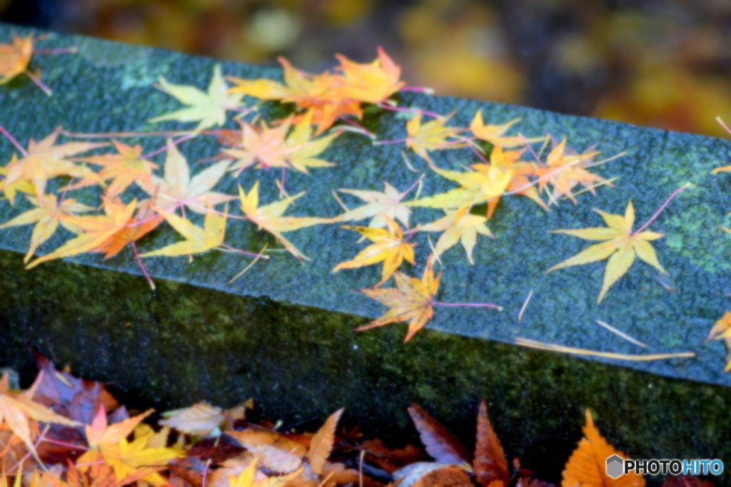 橋の上の落ち葉