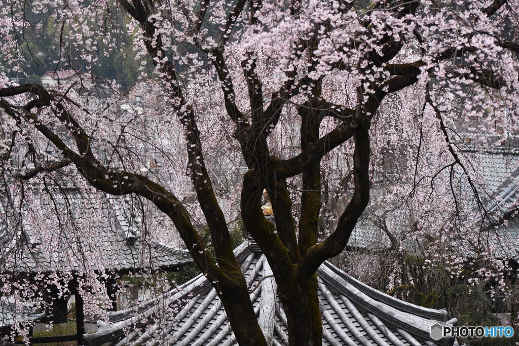 宏善寺の枝垂桜⑥