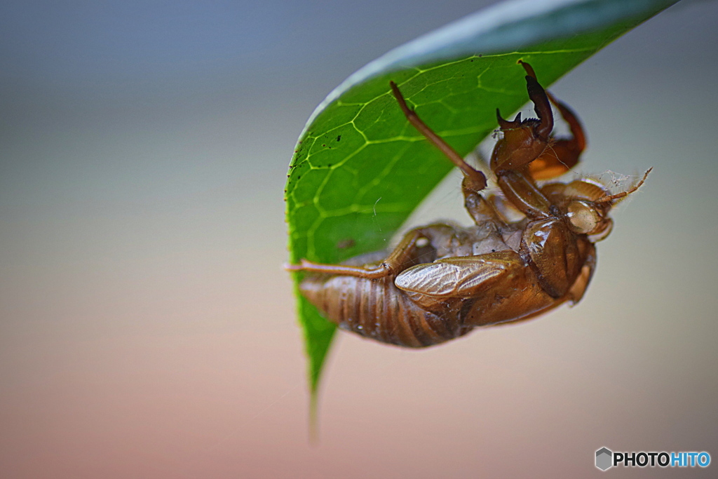 セミの抜け殻