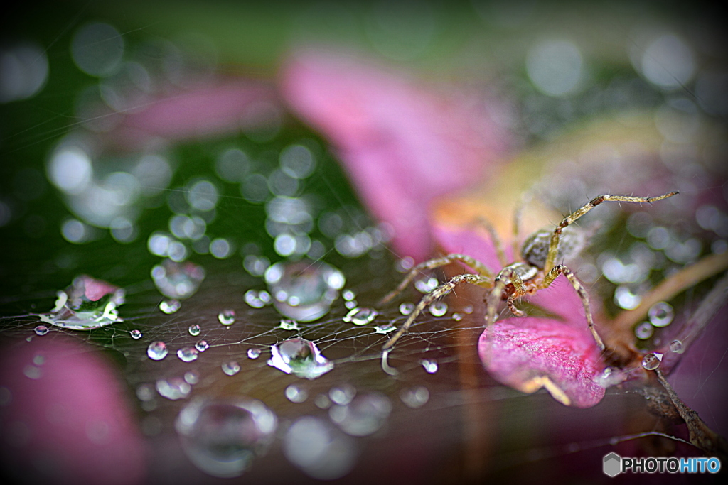 雨の日の 蜘蛛さん
