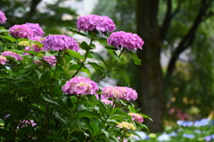 宏善寺の紫陽花