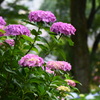 宏善寺の紫陽花