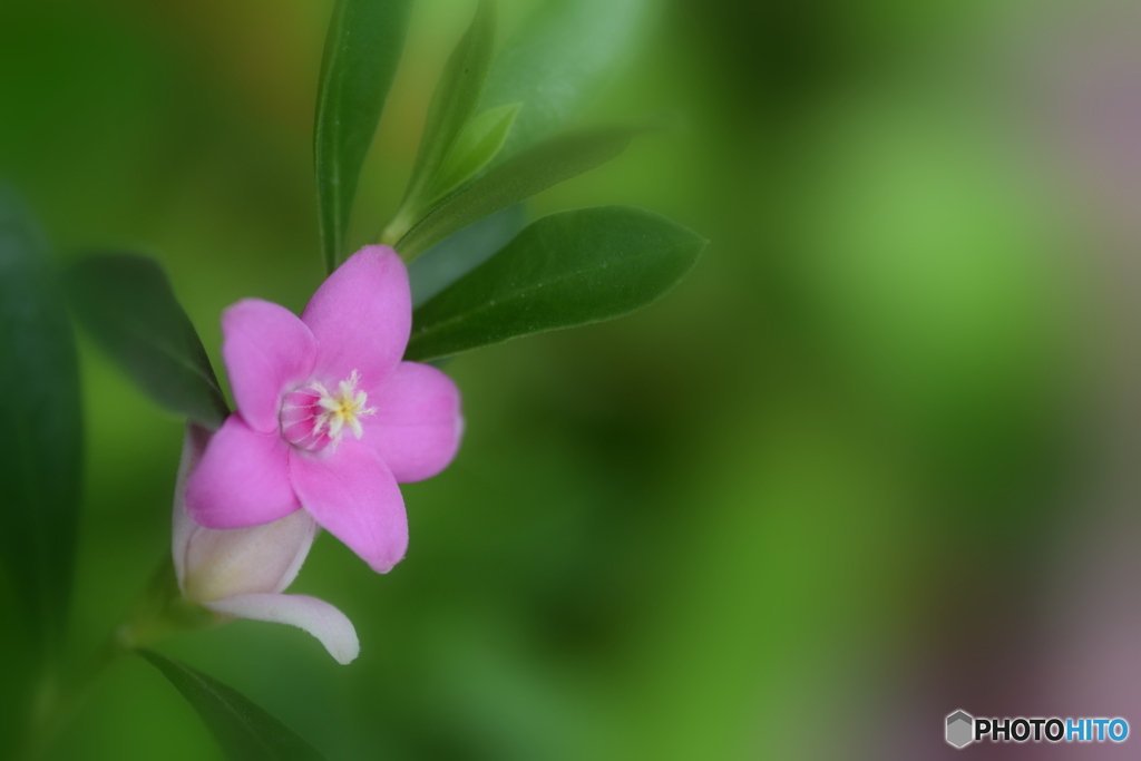 小さなピンクのお花