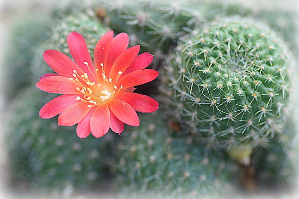 サボテンの花