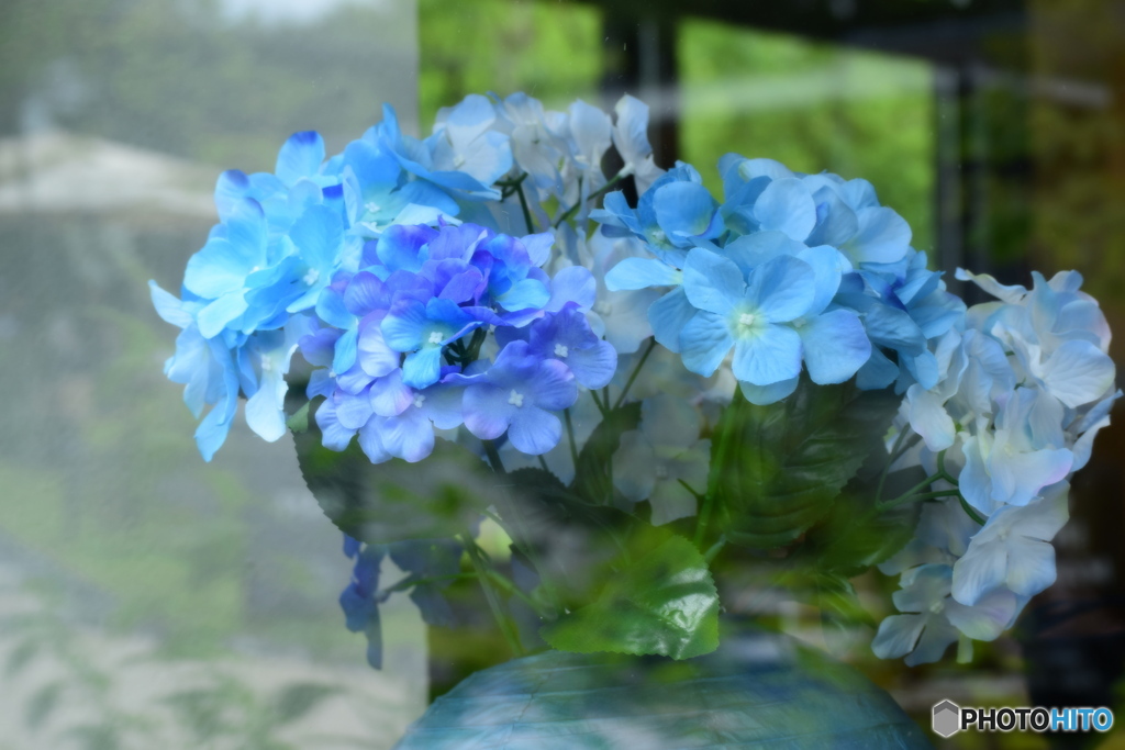 窓際の紫陽花