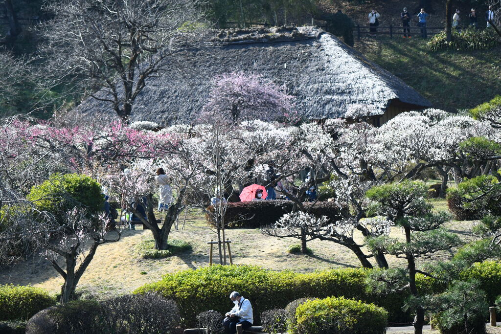 梅のお花を楽しむ