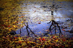 水溜りと落ち葉