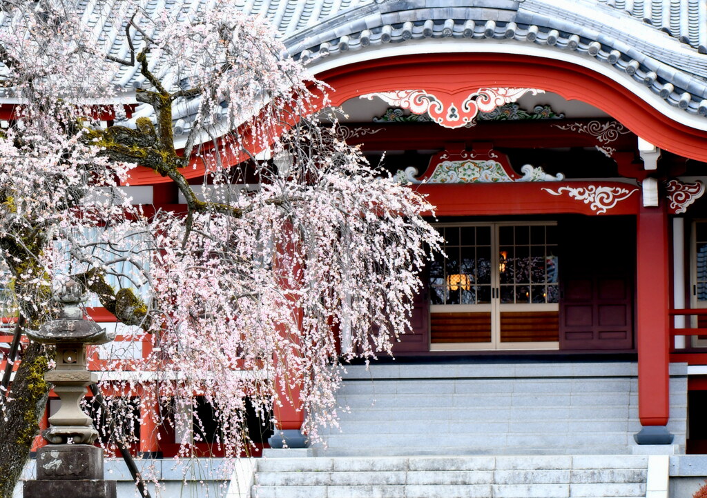 善光寺のしだれ梅
