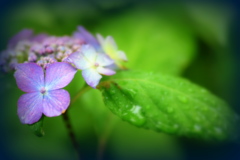 なんでアジサイは『紫』陽花って書くの？