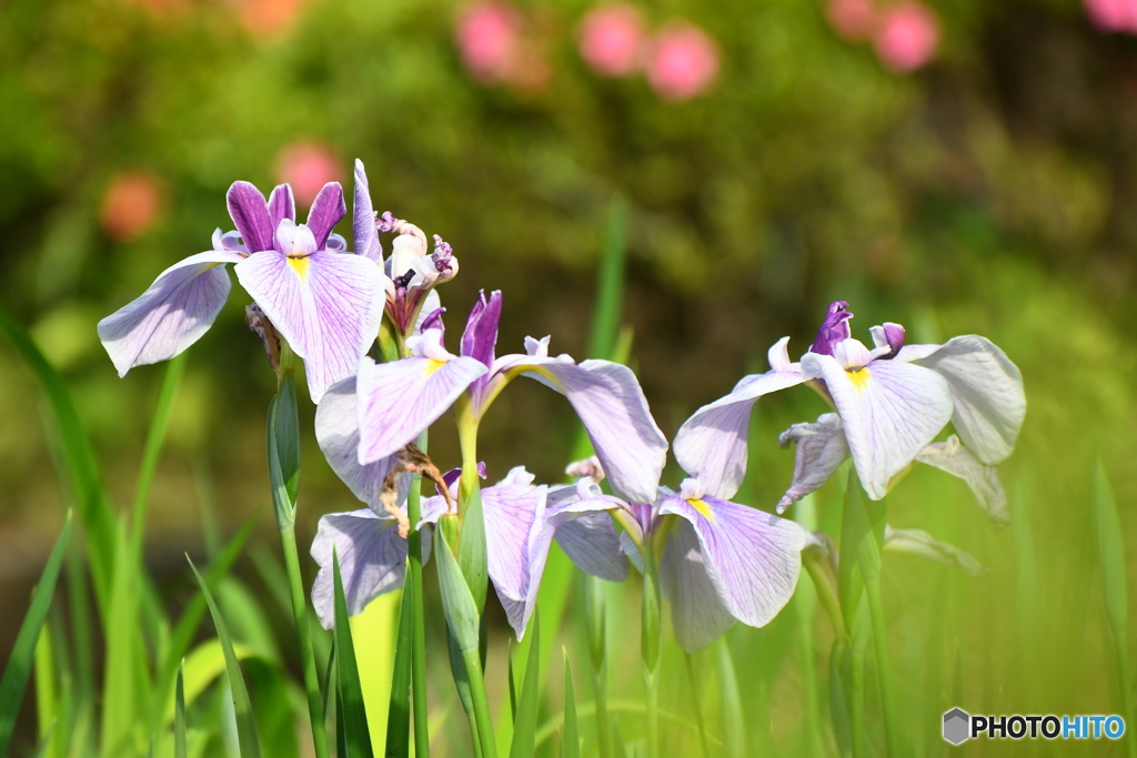 花菖蒲とツツジ