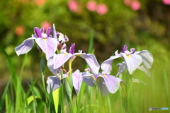 花菖蒲とツツジ