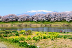 白石川堤一目千本桜（宮城県）