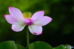 花びらが散る前に