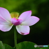 花びらが散る前に