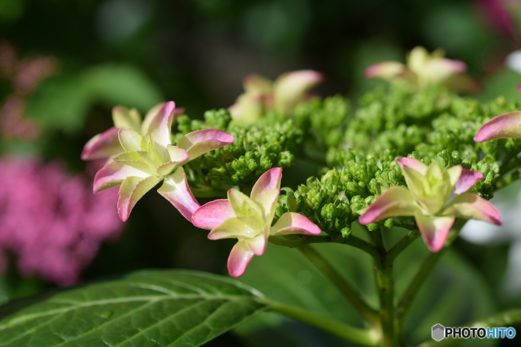 いろいろな紫陽花がありますね