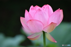 蓮の花①