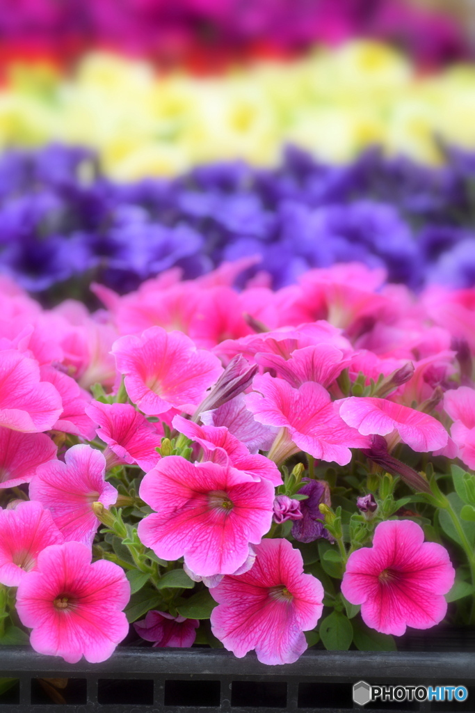 私たち、これから出番です