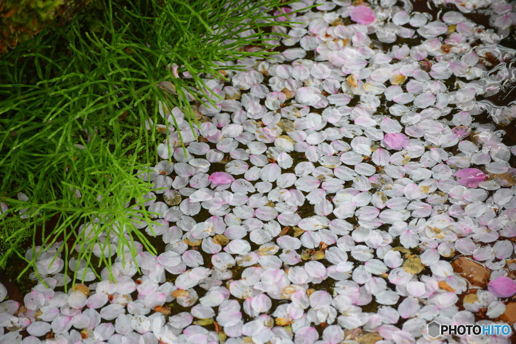 桜の花びら