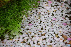 桜の花びら