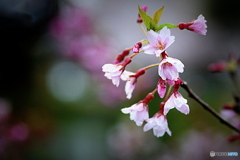 桜もいろいろな種類があるんですね