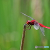 赤とんぼさん