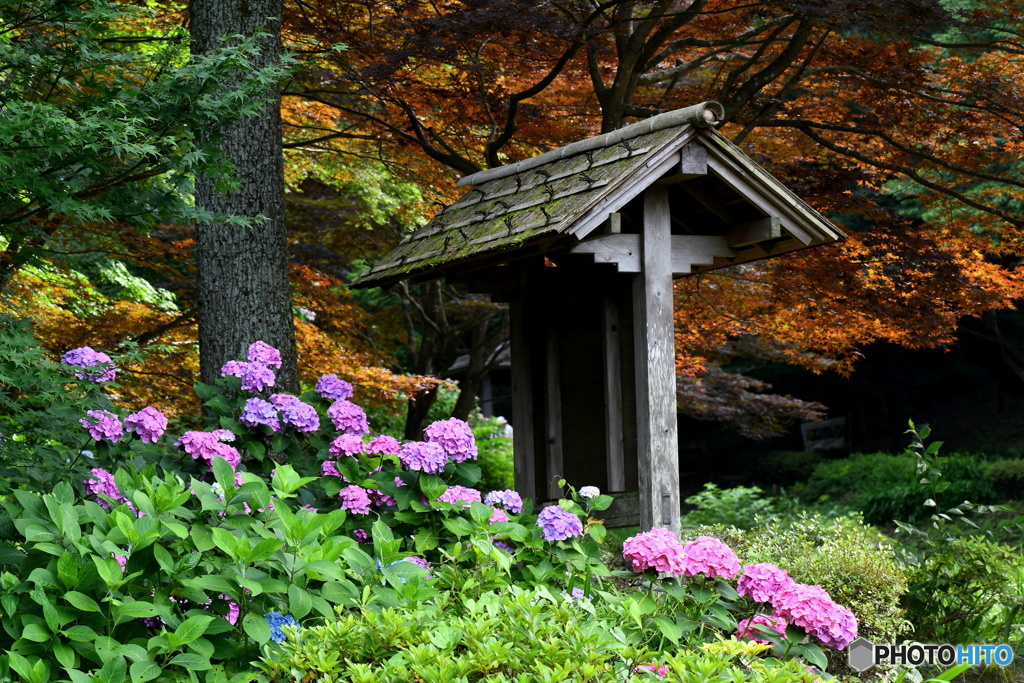 紫陽花と紅葉