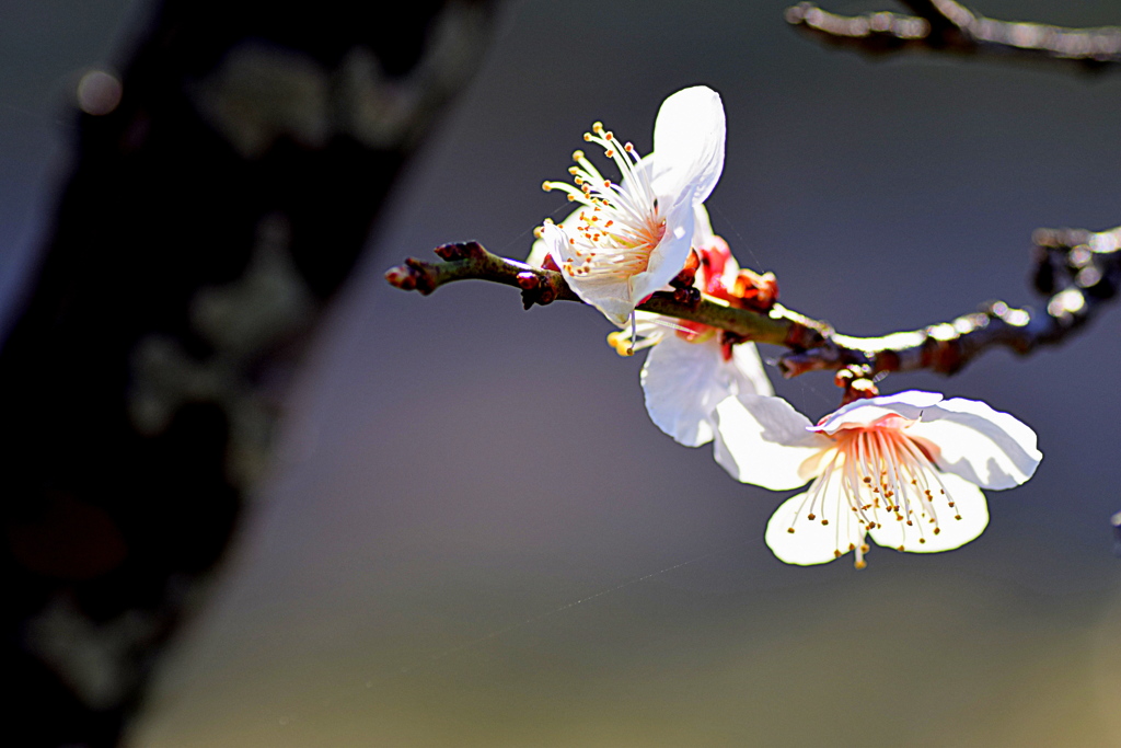 公園の梅の花