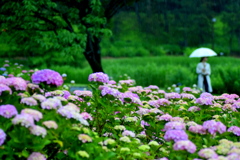 土門拳記念館の 雨の紫陽花