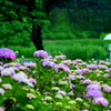 土門拳記念館の 雨の紫陽花