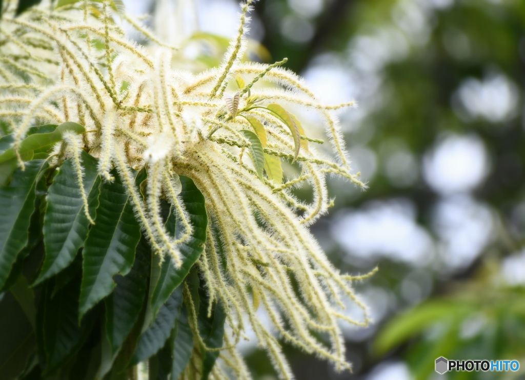 秋に食べられます＾＾