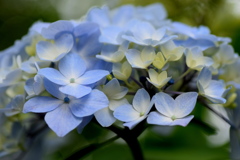 ブルーの紫陽花