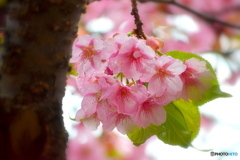 桜がまだ綺麗