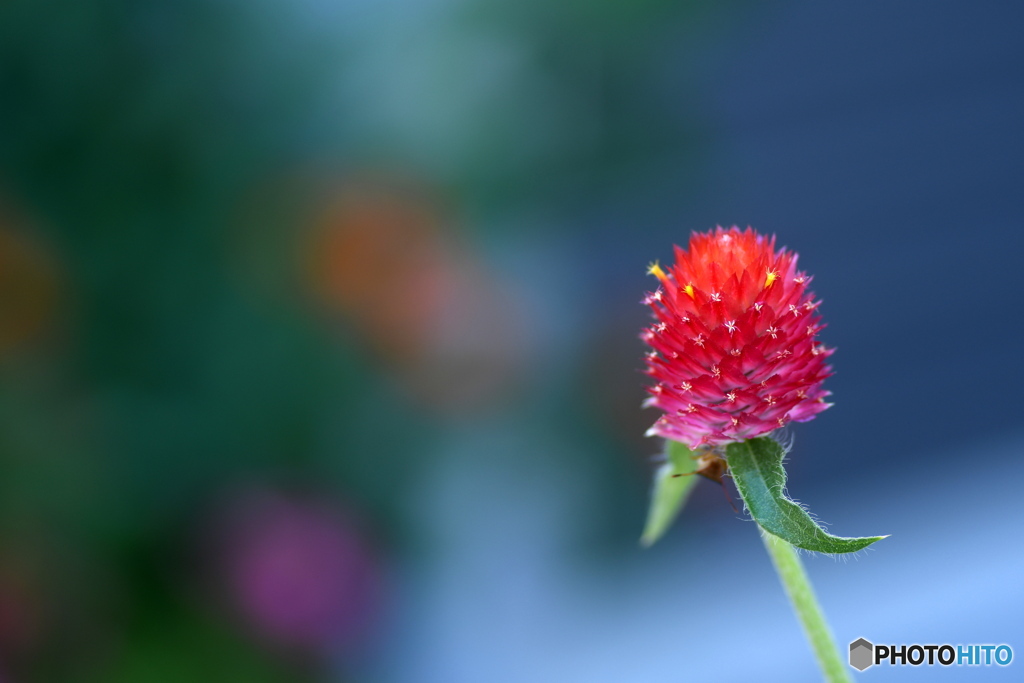 千日紅