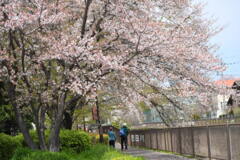 二人で見る桜