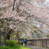二人で見る桜