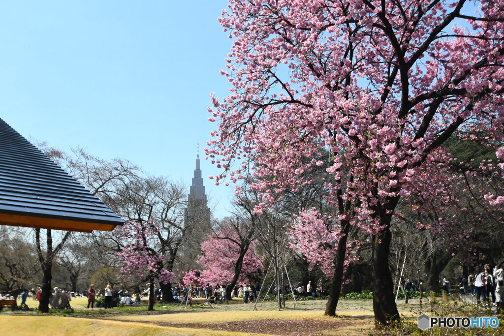 桜が見たくて