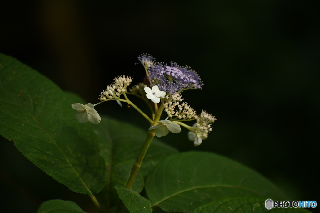 8月の紫陽花