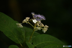 8月の紫陽花
