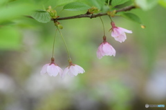 いつまでも楽しませてくれてありがとう ①