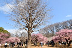 代々木公園の河津桜②