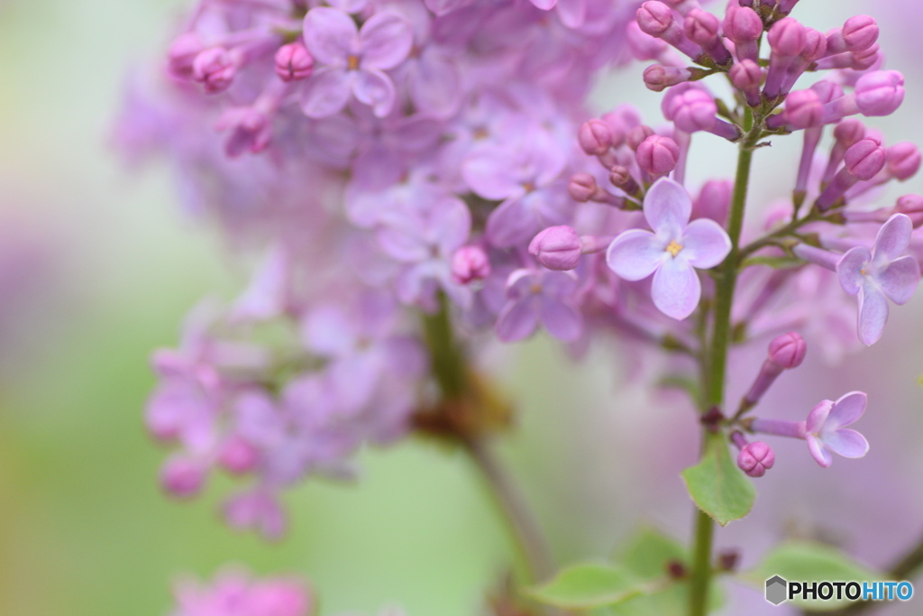 紫色のお花