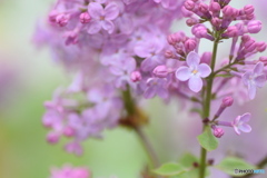 紫色のお花