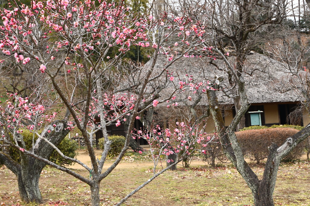梅の花と古民家