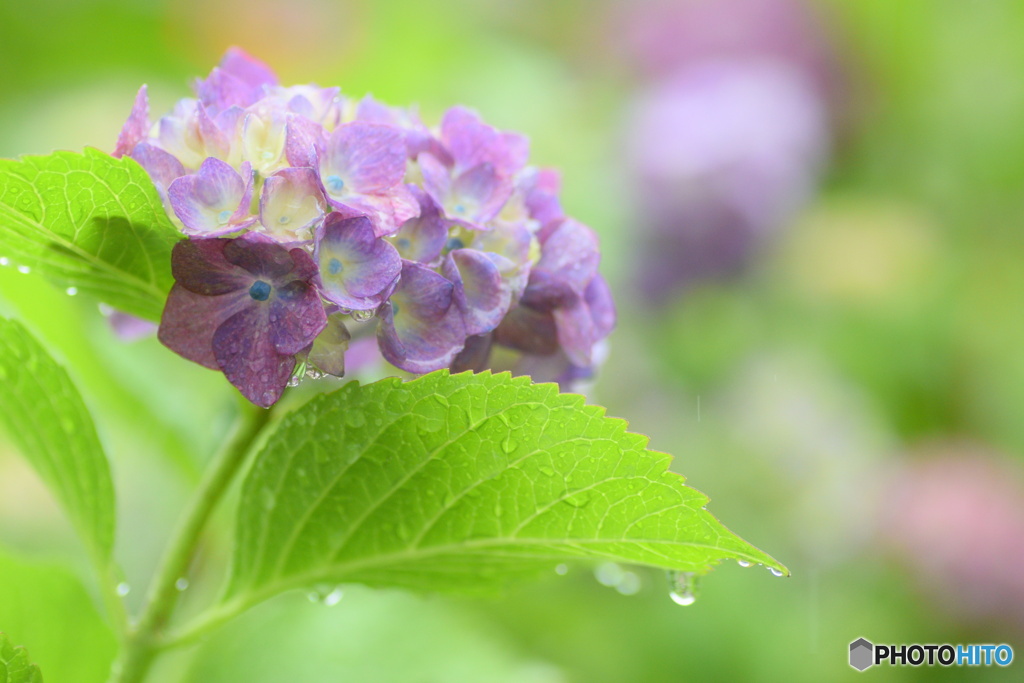 雨の日の紫陽花