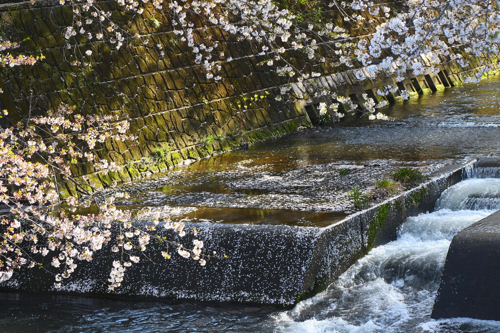 恩田川の桜