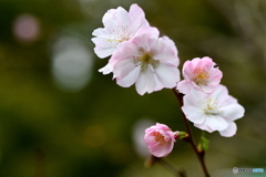 10月の桜