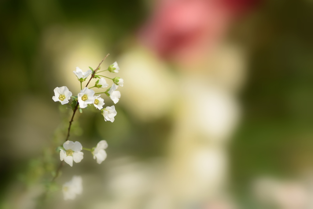 小さなお花