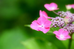 可愛いバレリーナ